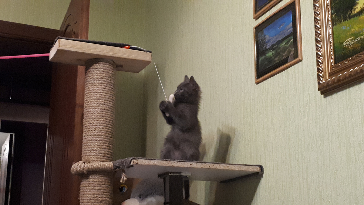 Марсик на самодельной когтедралке