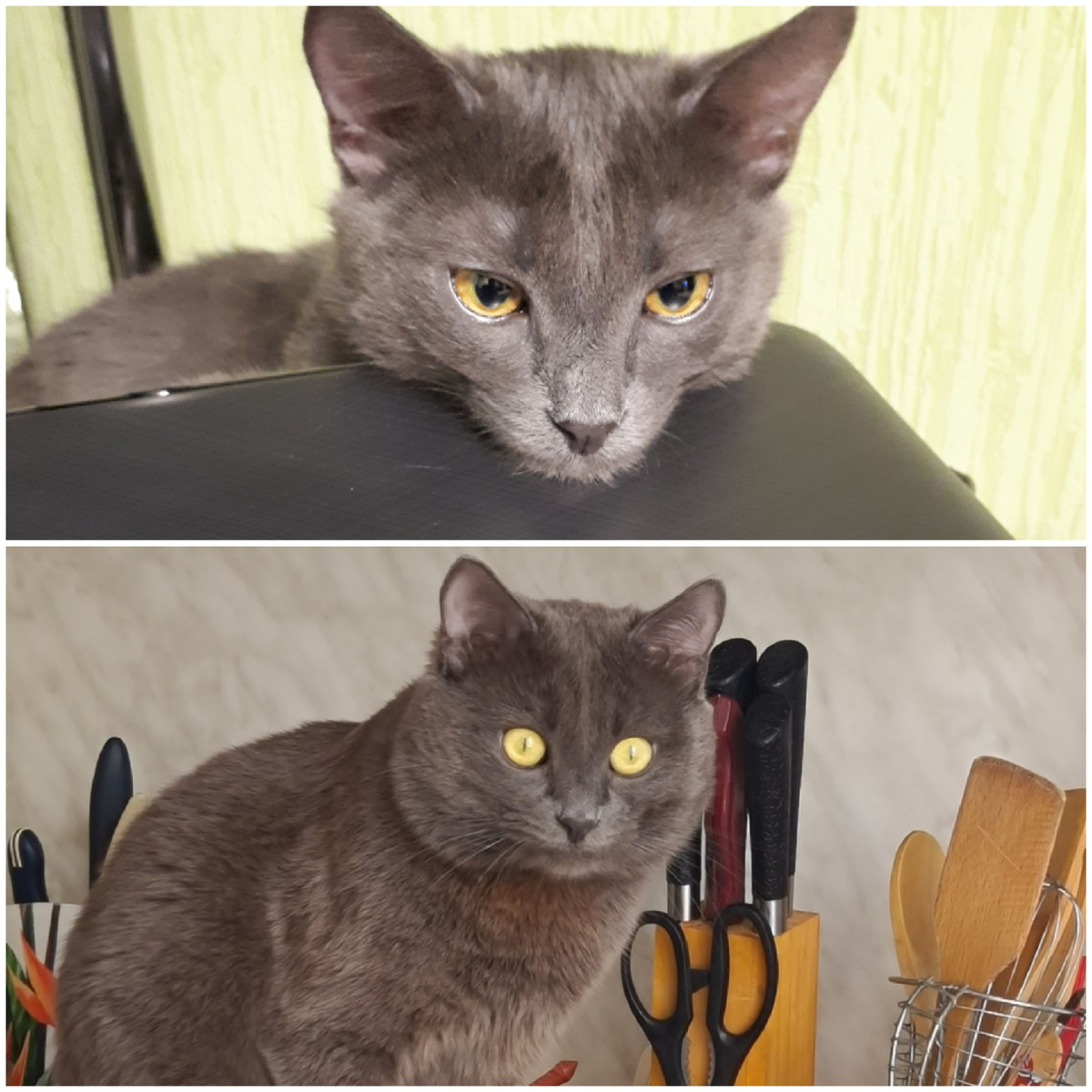 На верхней фотке Масик до кормления с ложки, на нижней после