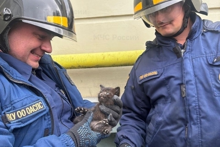 За выходные спасатели оказали помощь двум котятам