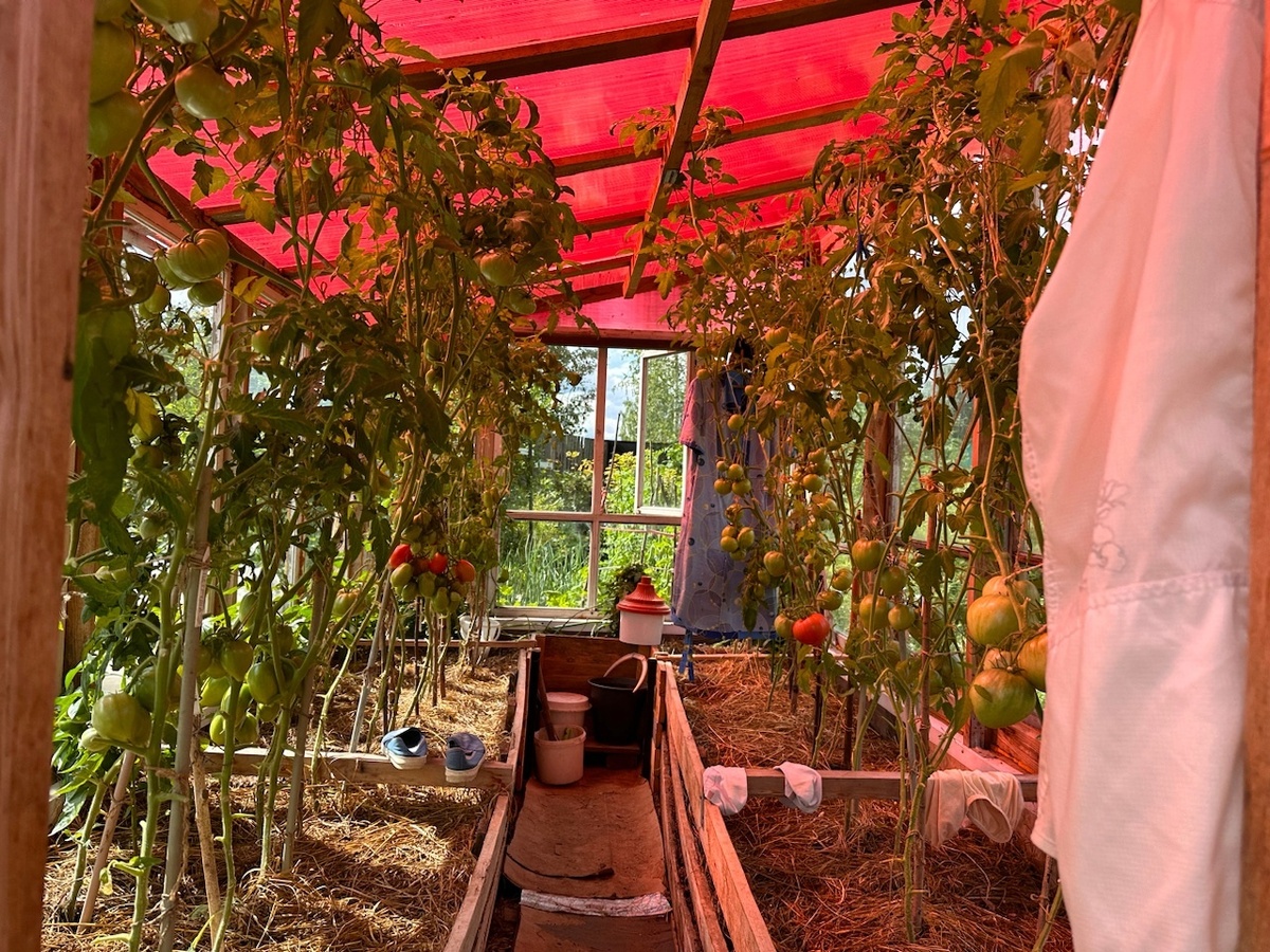    Не выбрасывайте зеленые помидоры: по-грузинскому рецепту они получаются вкуснее красных — лучшая закуска