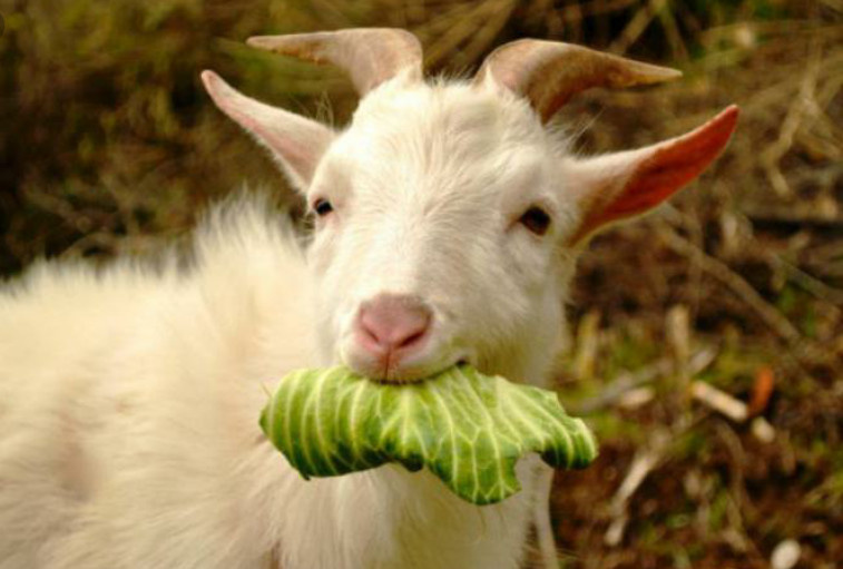 Фото из интернета. Коза-дереза.