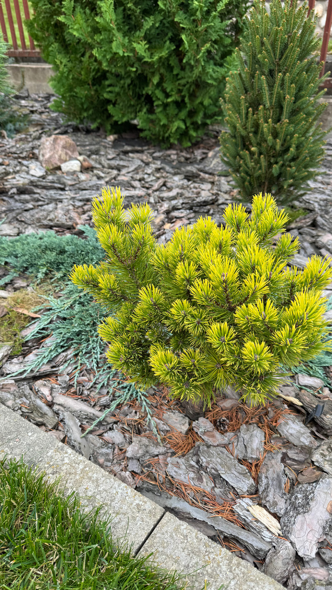 Сосна горная Офир (Ophir) в саду ЕкатериныКо