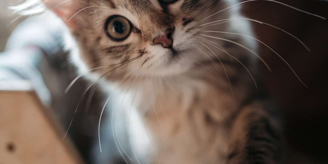 Наша Муся — пушистая охотница и счастливая кошка 🐾