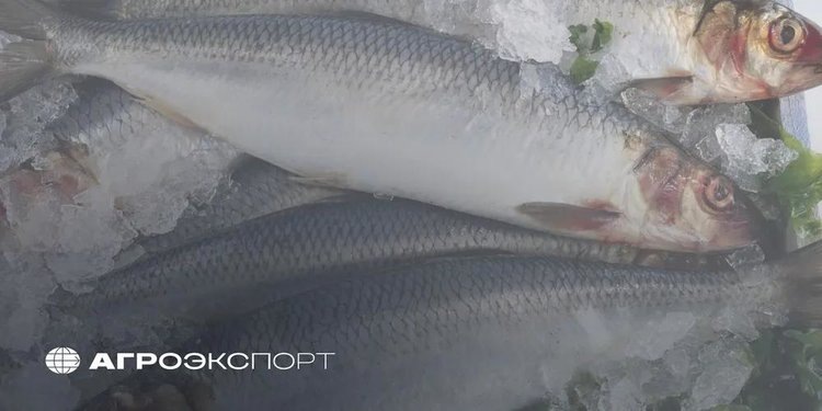    Фото: ФГБУ «Агроэкспорт»