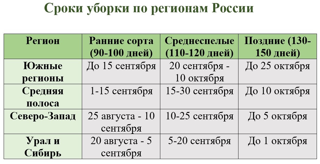 Оптимальные сроки уборки тыквы по регионам. Эти сроки ориентировочные. Главный критерий не дата, а видимые признаки зрелости.