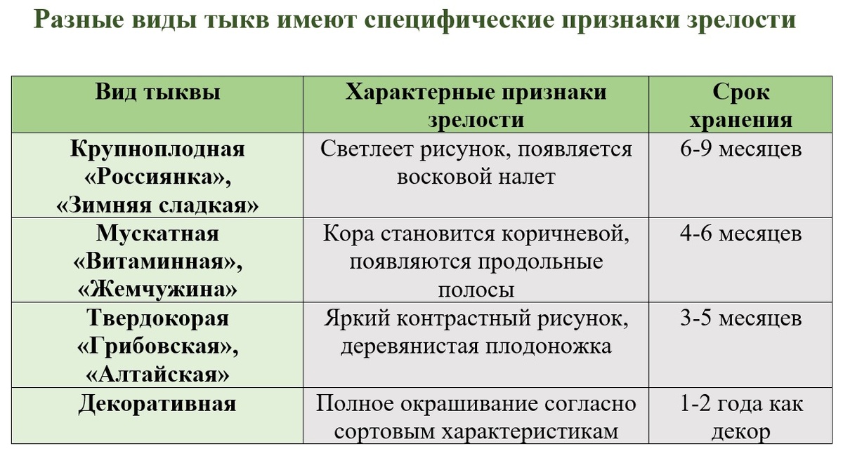 Признаки зрелости по видам тыкв