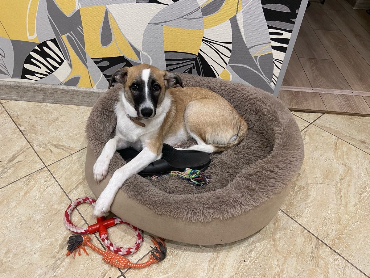    Не грызут мебель и не воняют псиной: бывалые собаководы назвали "аккуратные" породы собак - идеальны для квартиры