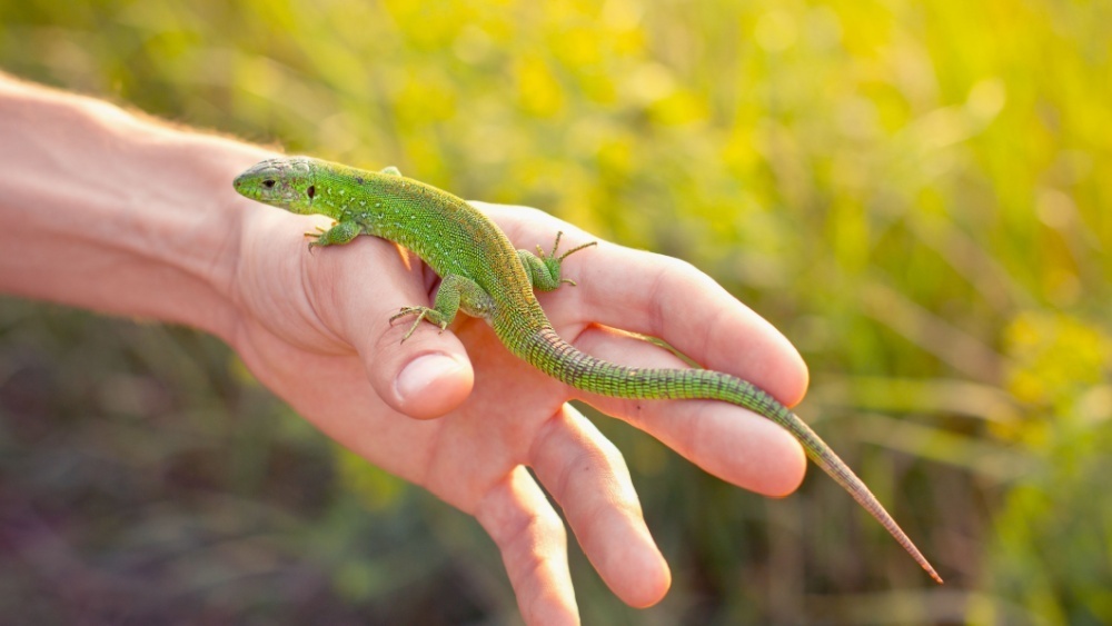     Фото: mgnovenia/Shutterstock/FOTODOM