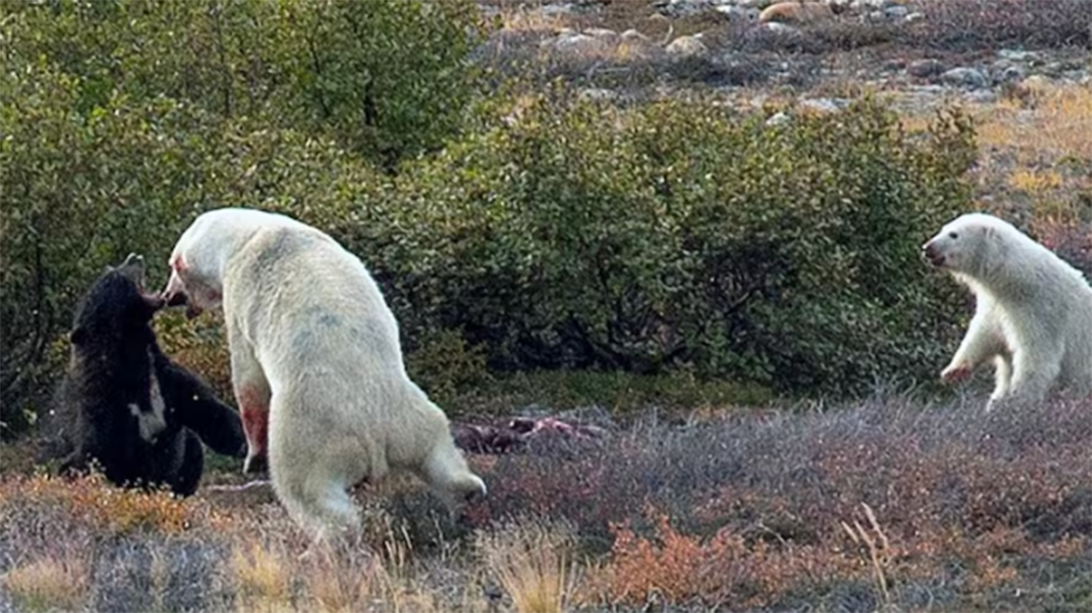    Фото: скриншот CBC
