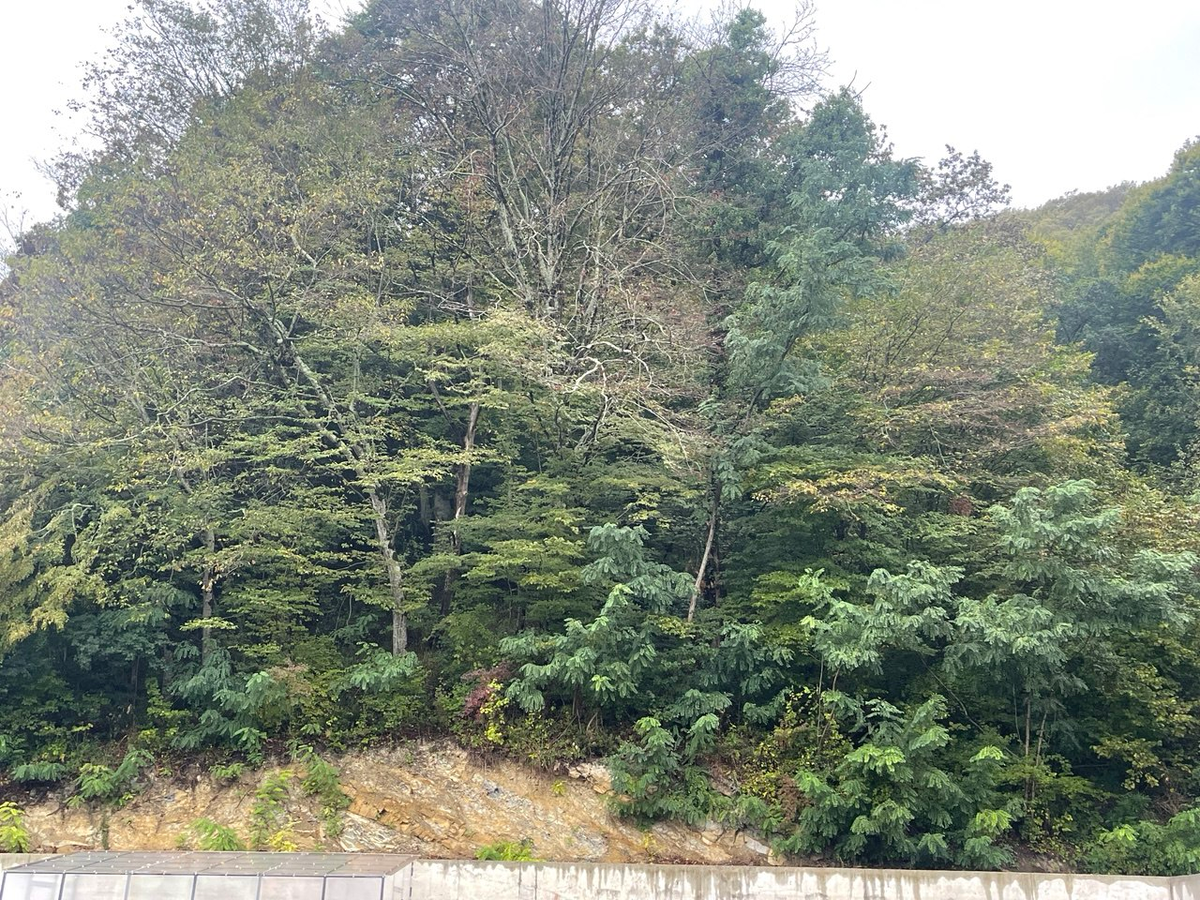 Над подпорной стеной - лес