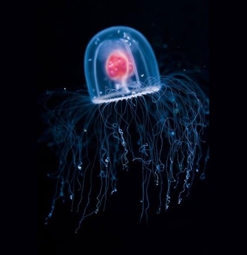 Подпись: Turritopsis dohrnii — не «вечная», но удивительно устойчива. Источник: Wikimedia Commons.