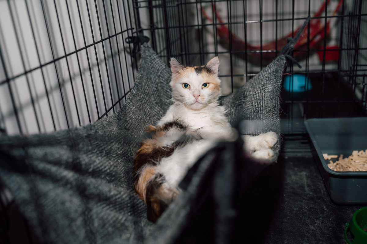 Фото: Вадим Зоря / «ВиЖ»