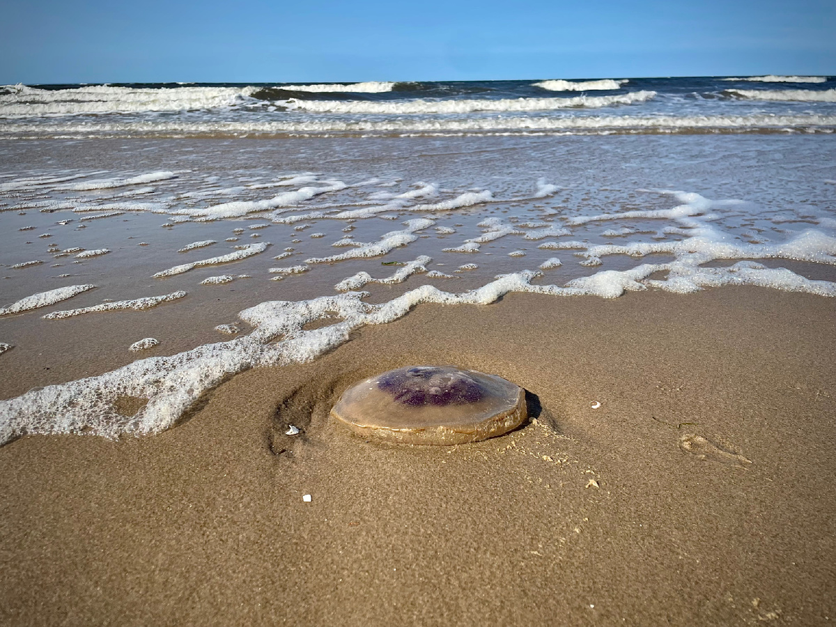 Белое море штормит и выкидывает медузы