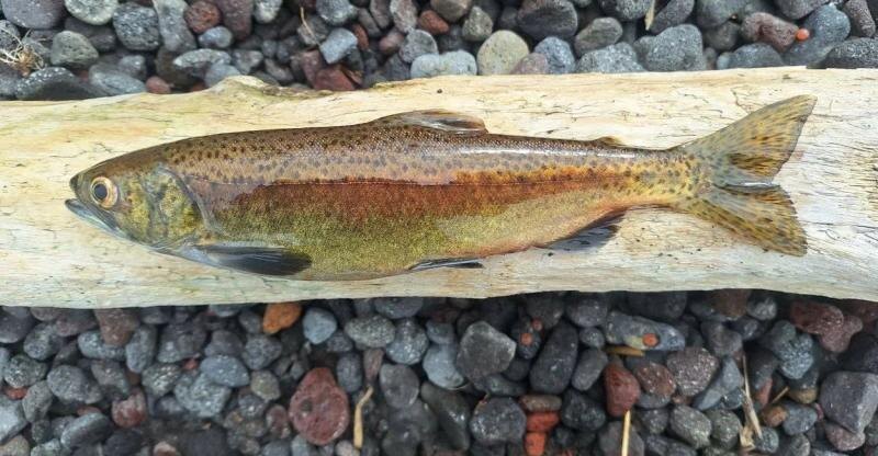 Фото пресс-службы Кроноцкого заповедника