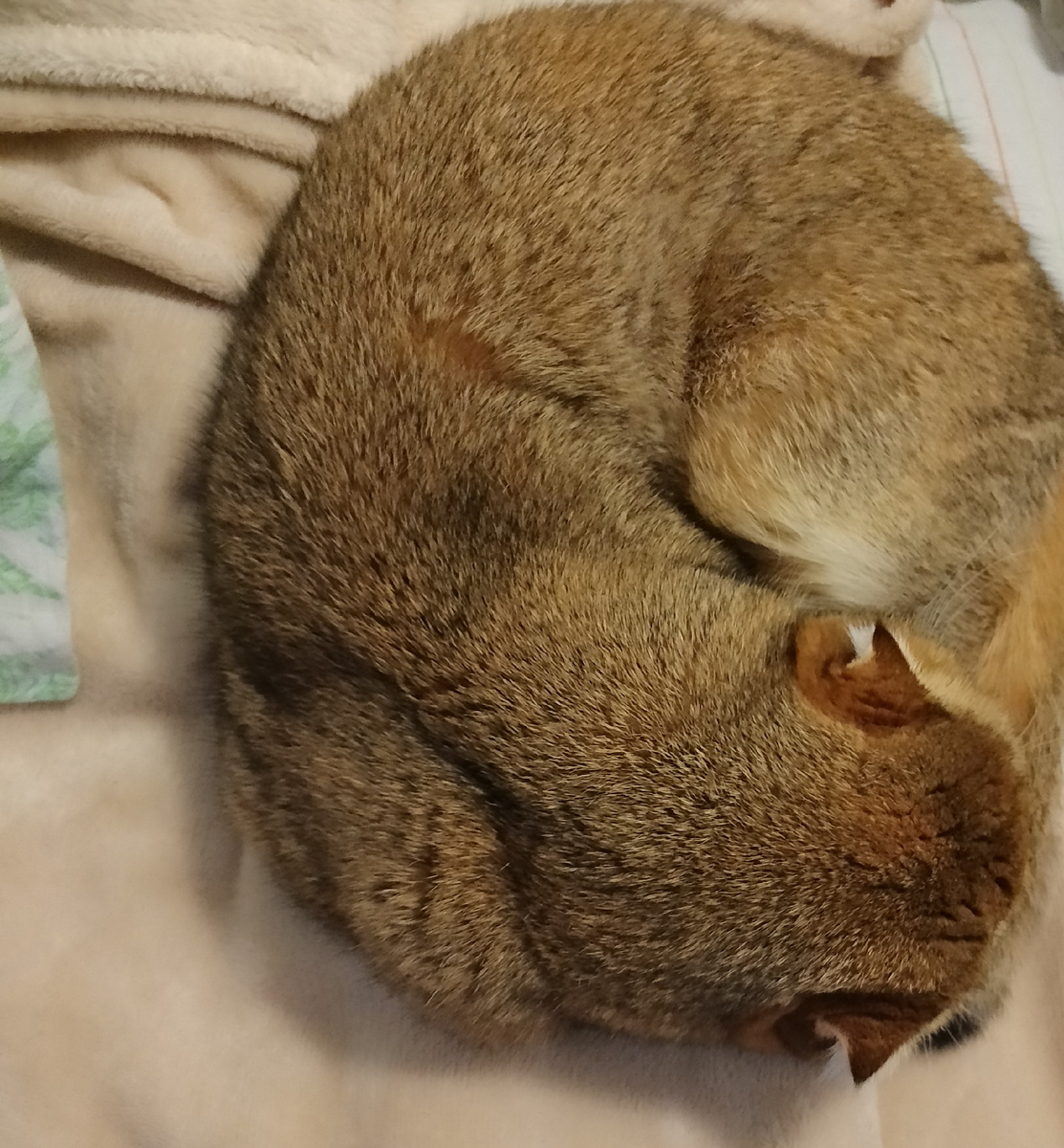 Ну не знаю я какую фотографию можно  к этой истории прилепить. Пусть будет спящая Тоська