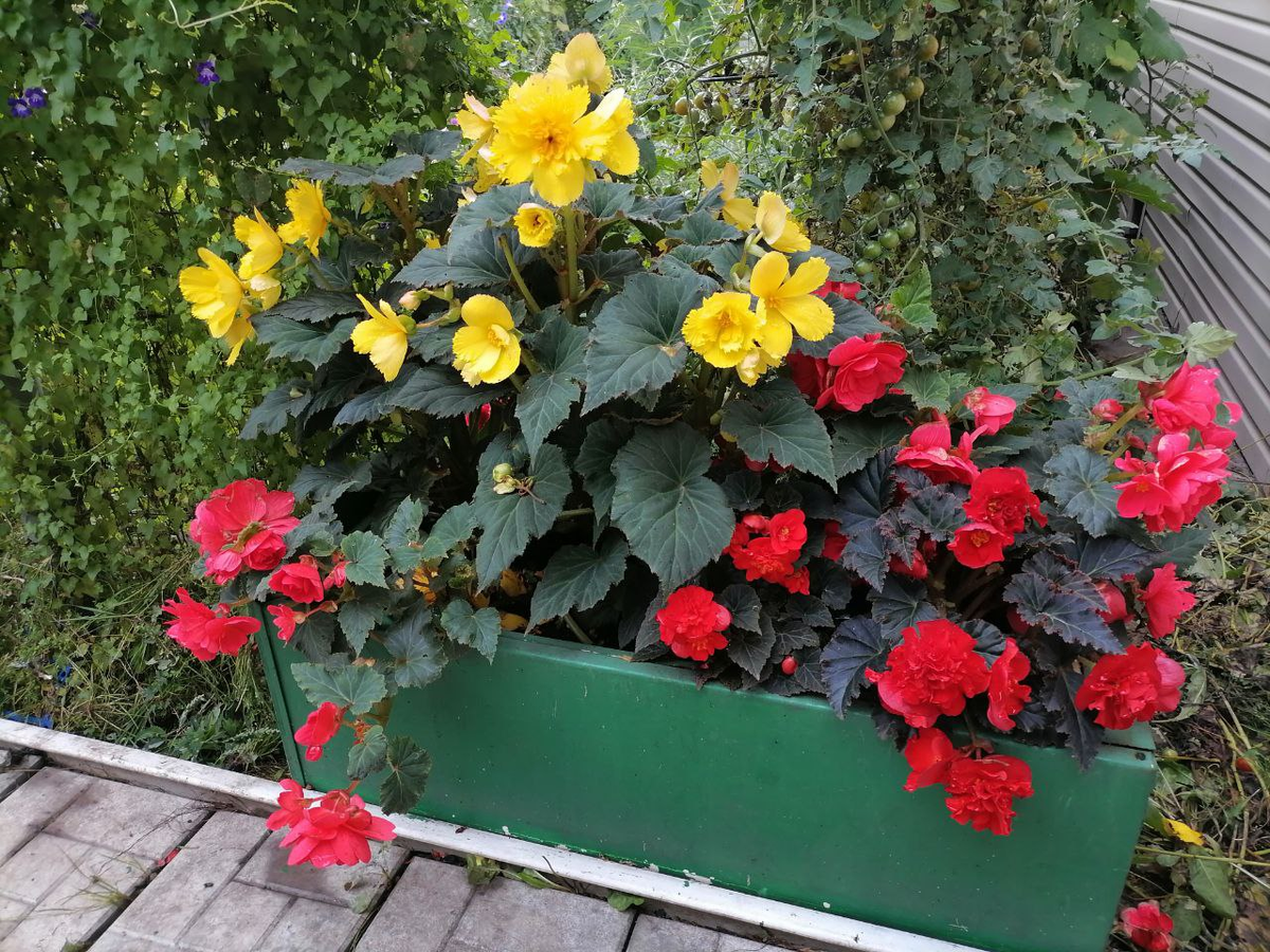Клубневые бегонии в открытом грунте, фото автора