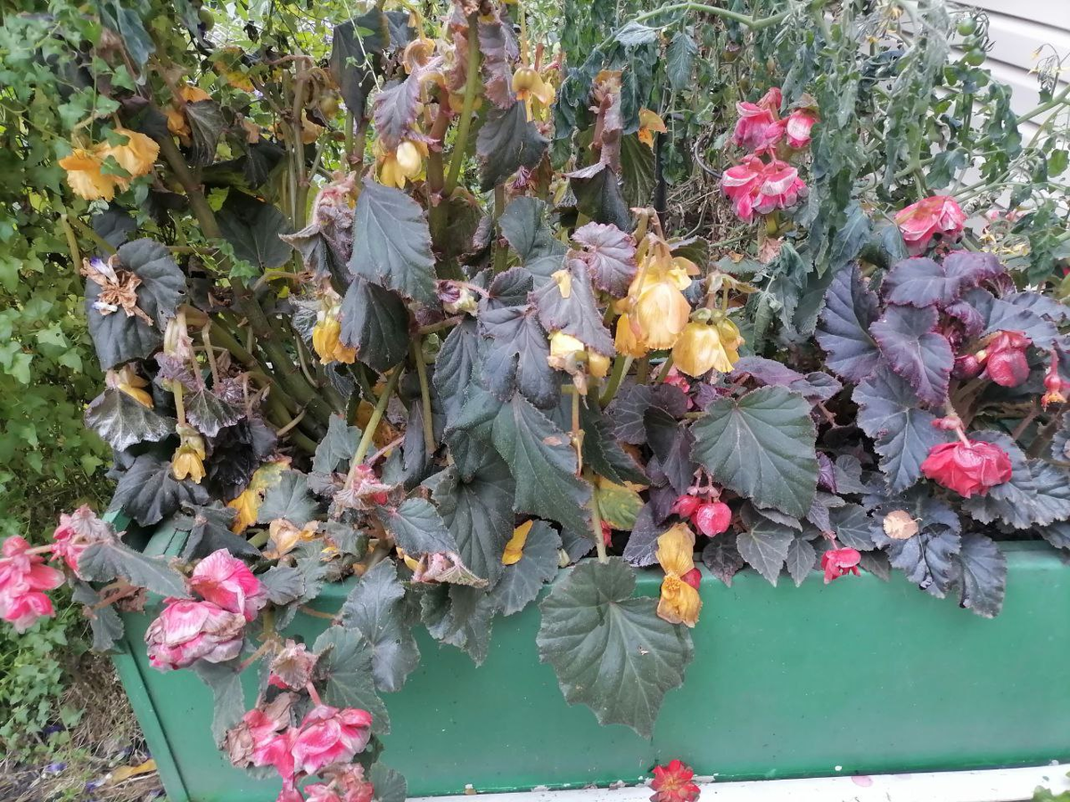 Клубневые бегонии осенью. Когда убирать?