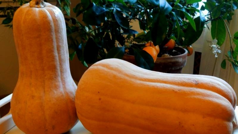 Мускатная тыква (бывает в Пятерочки и Магните)