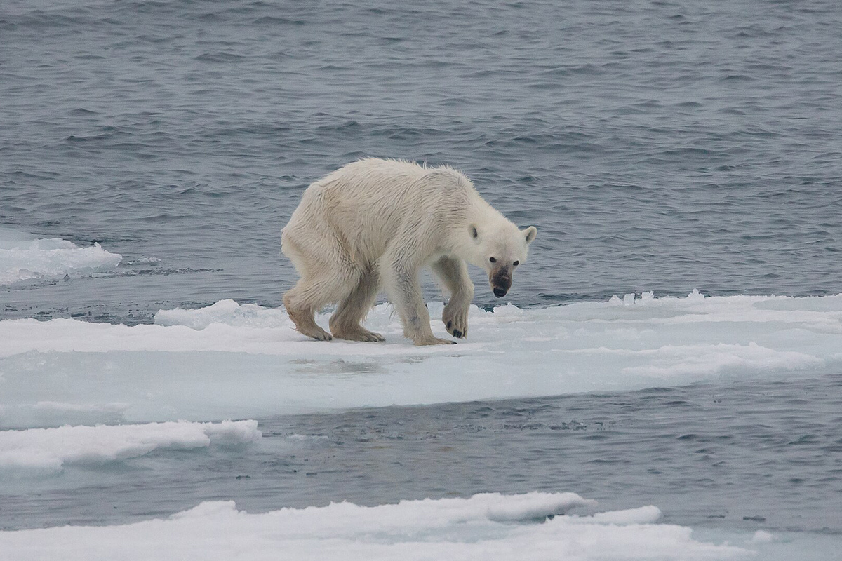 CC BY-SA 4.0 / Andreas Weith / Wikimedia Commons📷Популяция белых медведей находится под угрозой исчезновения