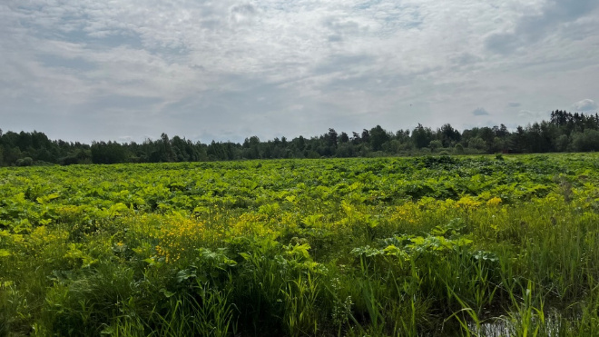 Фото: Пресс-служба Северо-Западного межрегионального управления Россельхознадзора