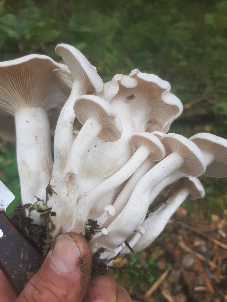 В Тверской области супруги поели маринованных грибов и умерли