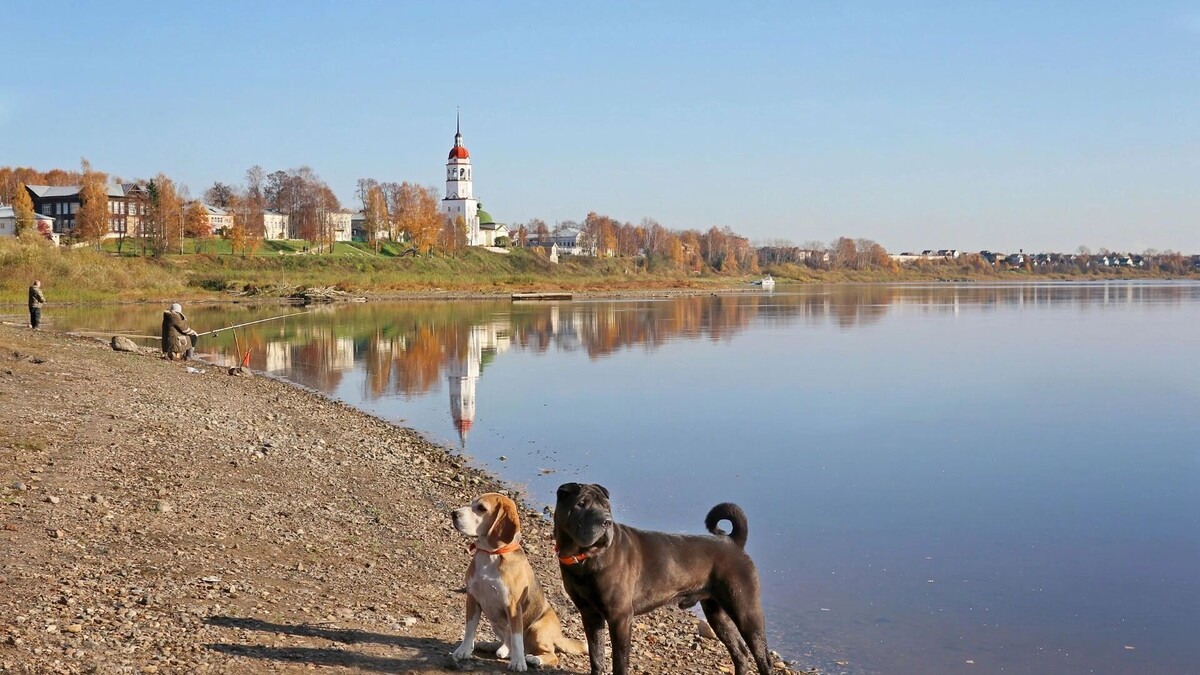 Хвостатые путешественники бигль Рюрик и шарпей Майк осматривают Тотьму. Фото: Наталия Казакова, newizv.ru