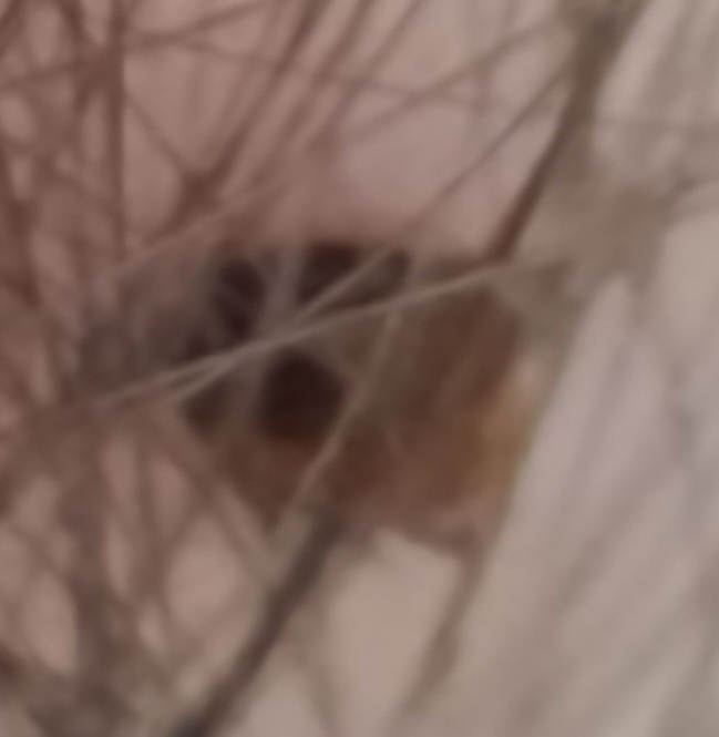 Мелкий, наверное молодой... Фото автора 