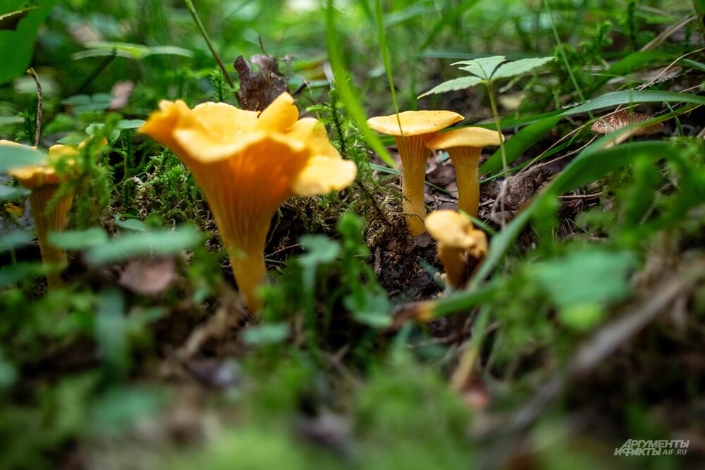    Лисички. Фото: АиФ/ Юлия Федотова