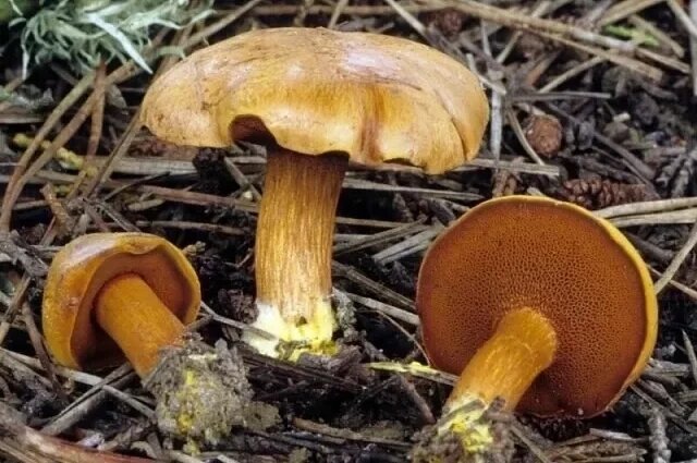    Гриб козленок — фото, описание и как не перепутать с ложным