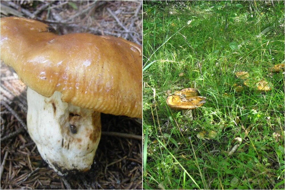    Для употребления в пищу валуй требует предварительной обработки: вымачивания в холодной воде в течение 2–3 суток со сменой воды. Фото: Коллаж АиФ