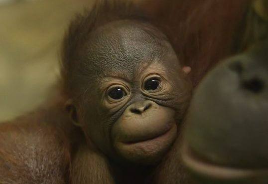 Кадр видео телеграм-канала «Новосибирский зоопарк».