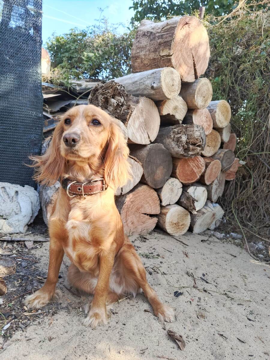 Руби понравилось.