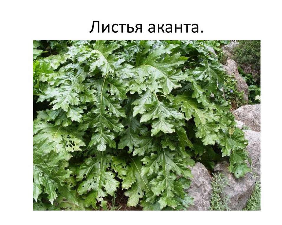 Из интернета.
