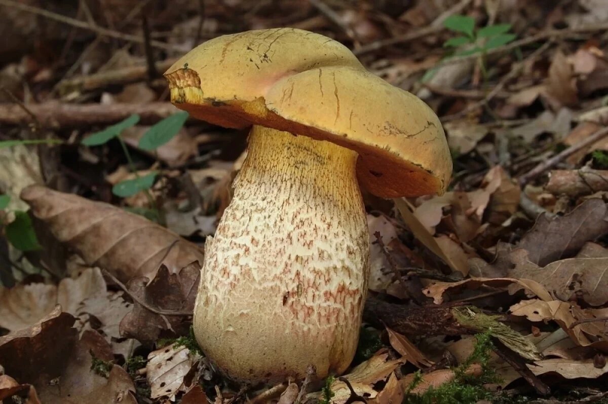    В Приморье МЧС нашли потерявшегося в лесу 84-летнего грибника