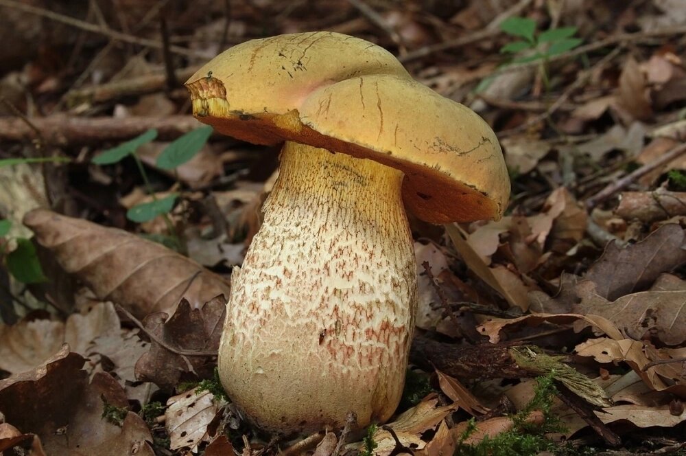    Фото: Commons.wikimedia.org