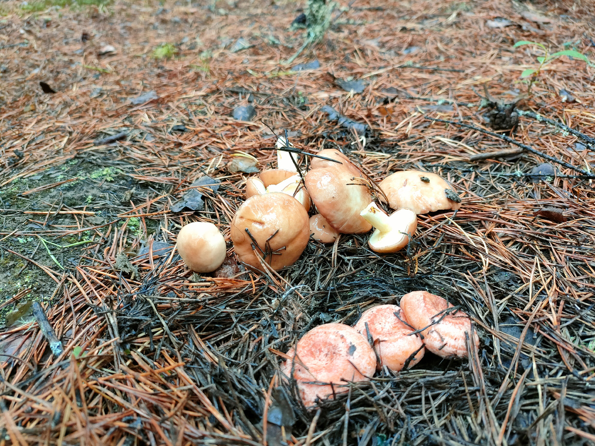 Маслята и рыжики.