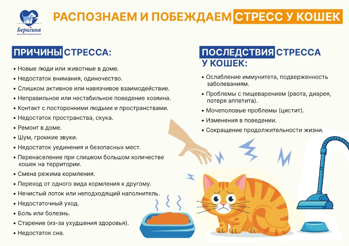 Центр "Беригиня": чтобы избавить кошку от стресса, важно найти причину