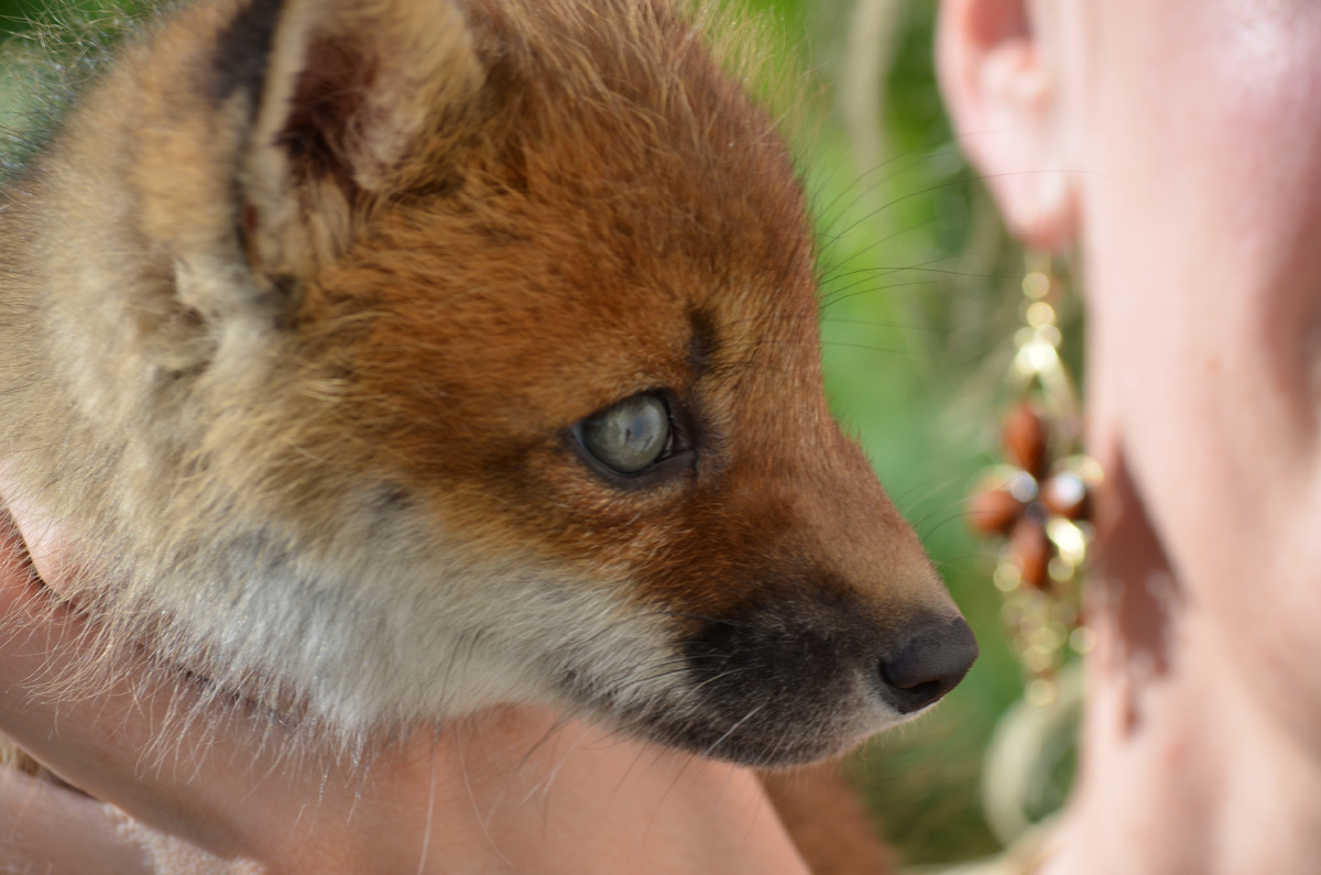 Лиса Василиса в детстве