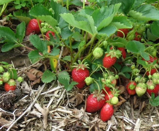 Чтобы весной был такой урожай, нужно позаботиться осенью об этом