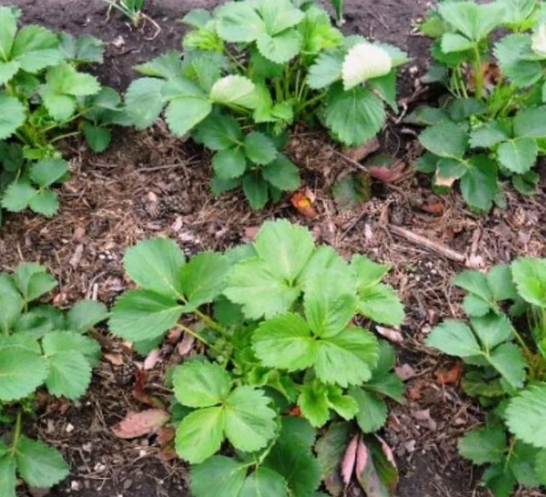 На землянике и осенью не должно быть красных или засохших листьев