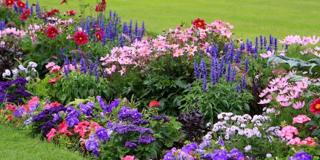 Палитра нежности: многолетние садовые цветы для октябрьской посадки