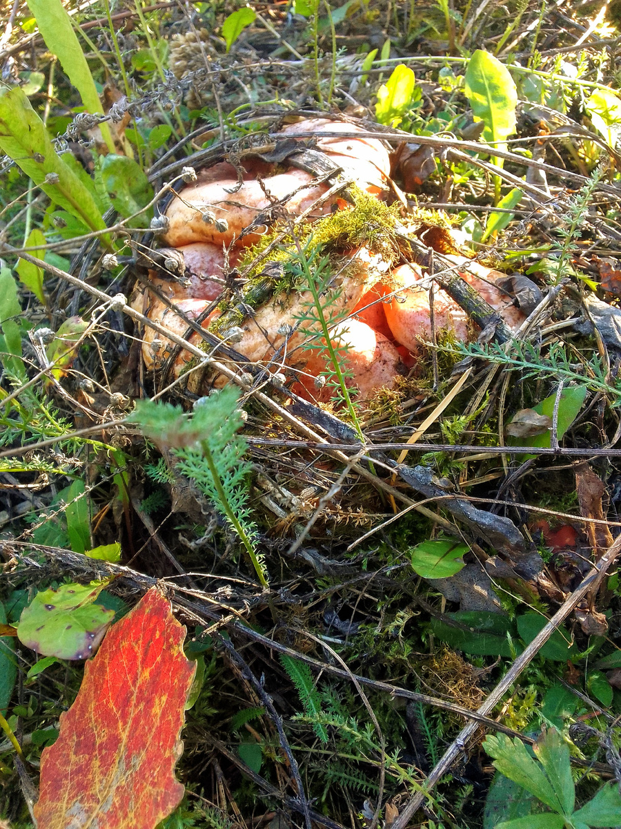 Семейка рыжиков. Все фото мои 29.09.2025