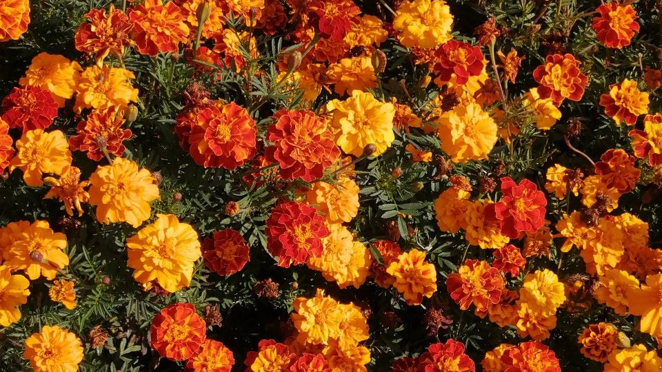 Бархатцы на сидераты — золотой ключик для вашей грядки: как мы закапываем осенью, чтобы весной цвела земля