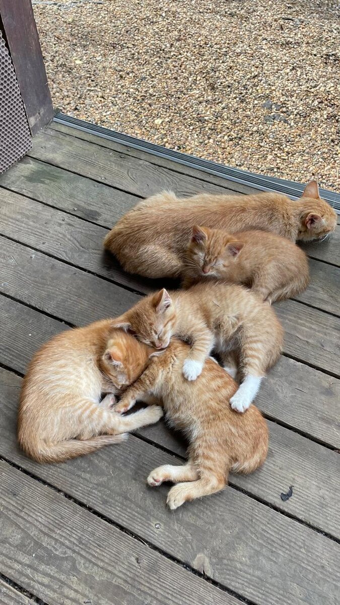 На фото юная мать и четыре ее отпрыска