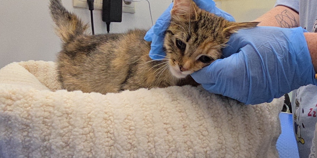 Что сейчас с малышкой Дэлей, которую спас бездомный кот Рыжик?