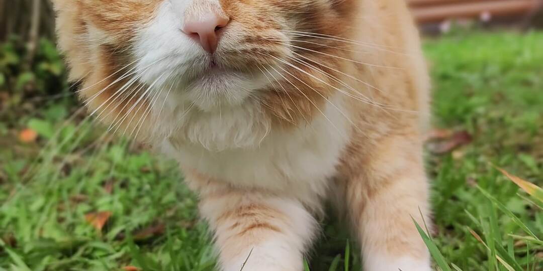 🆘 ПОСТ-ШАНС! 🆘 Рыжий ангел в беде! Помогите спасти котика от зимней гибели!