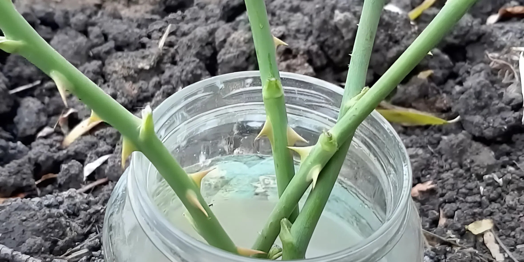 Если черенковать розы, то только так Приживается 75% черенков. Укореняем розы осенью