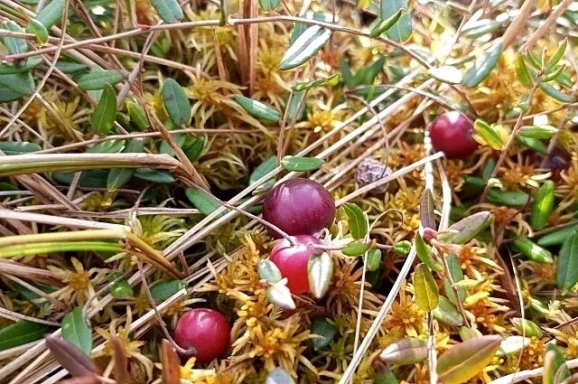    Может ли клюква дозреть после покупки?