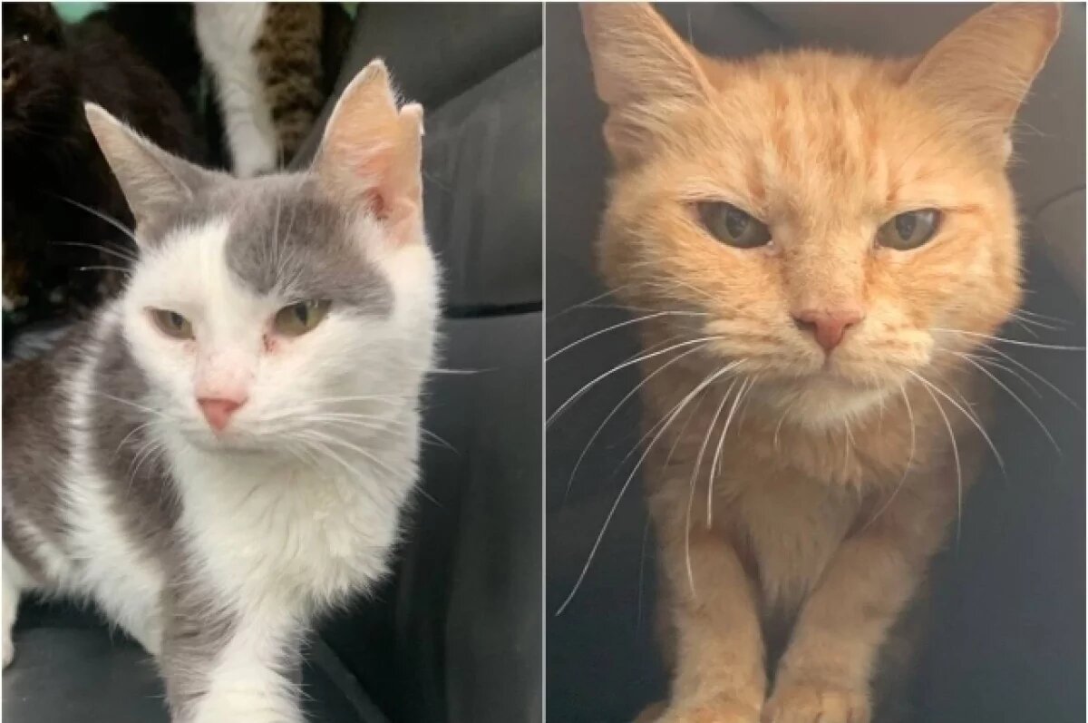    Ели друг друга от голода.