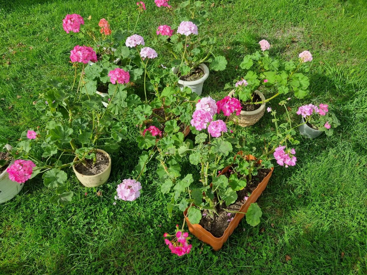 Цветы приходят в себя после пересадки, фото автора 